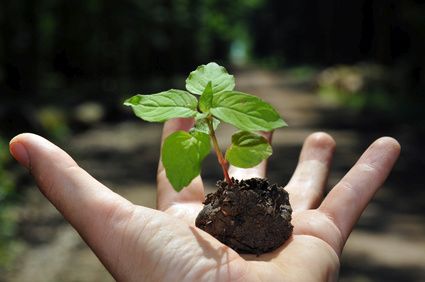 Nachhaltige Waldwirtschaft